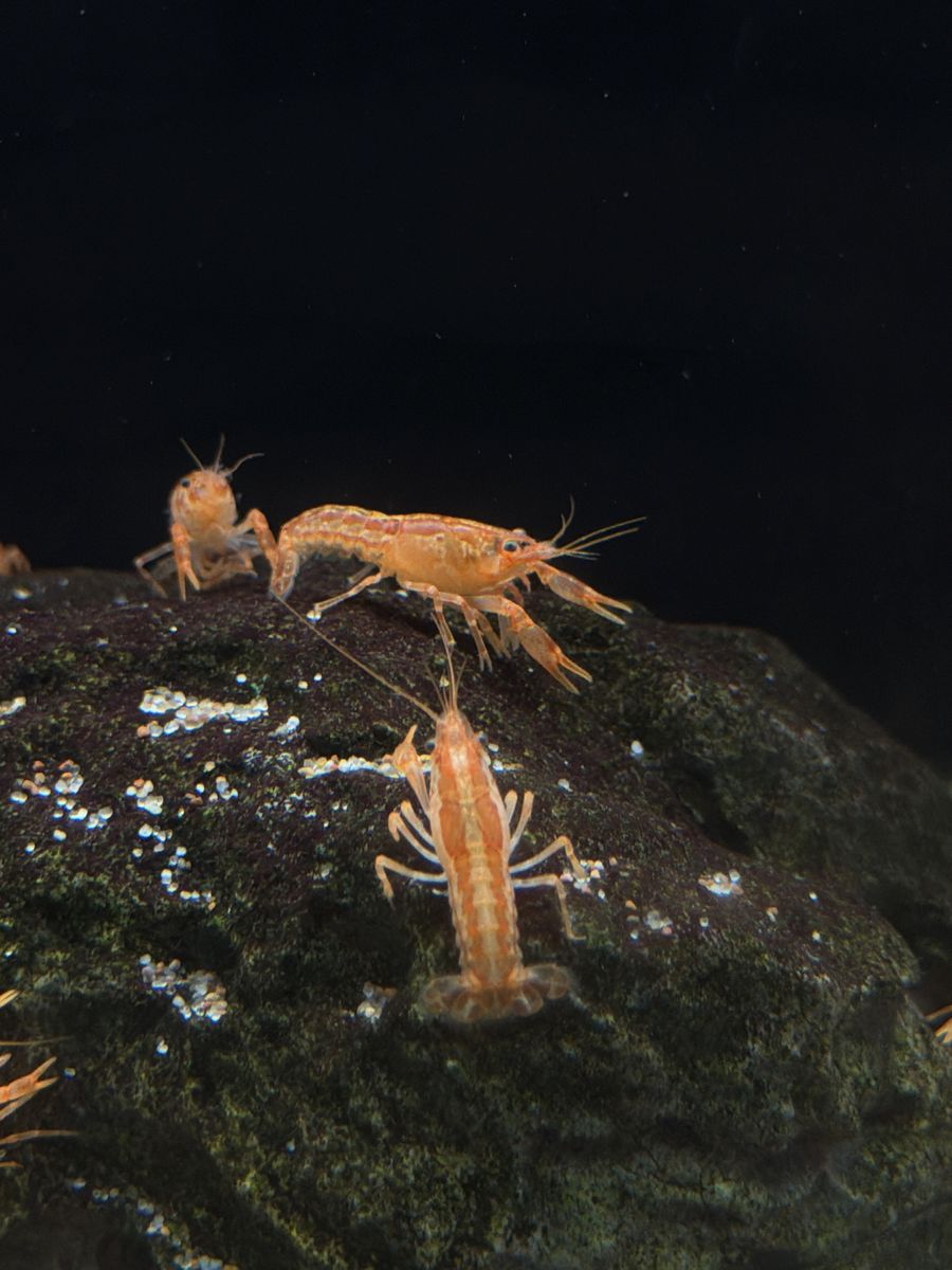 Dwarf Orange cray