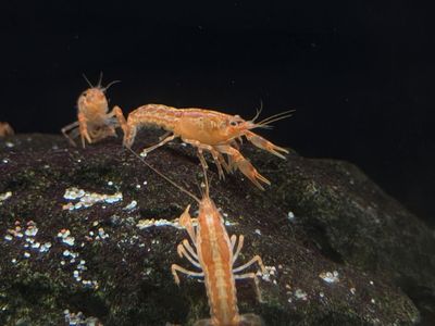 Dwarf Orange cray
