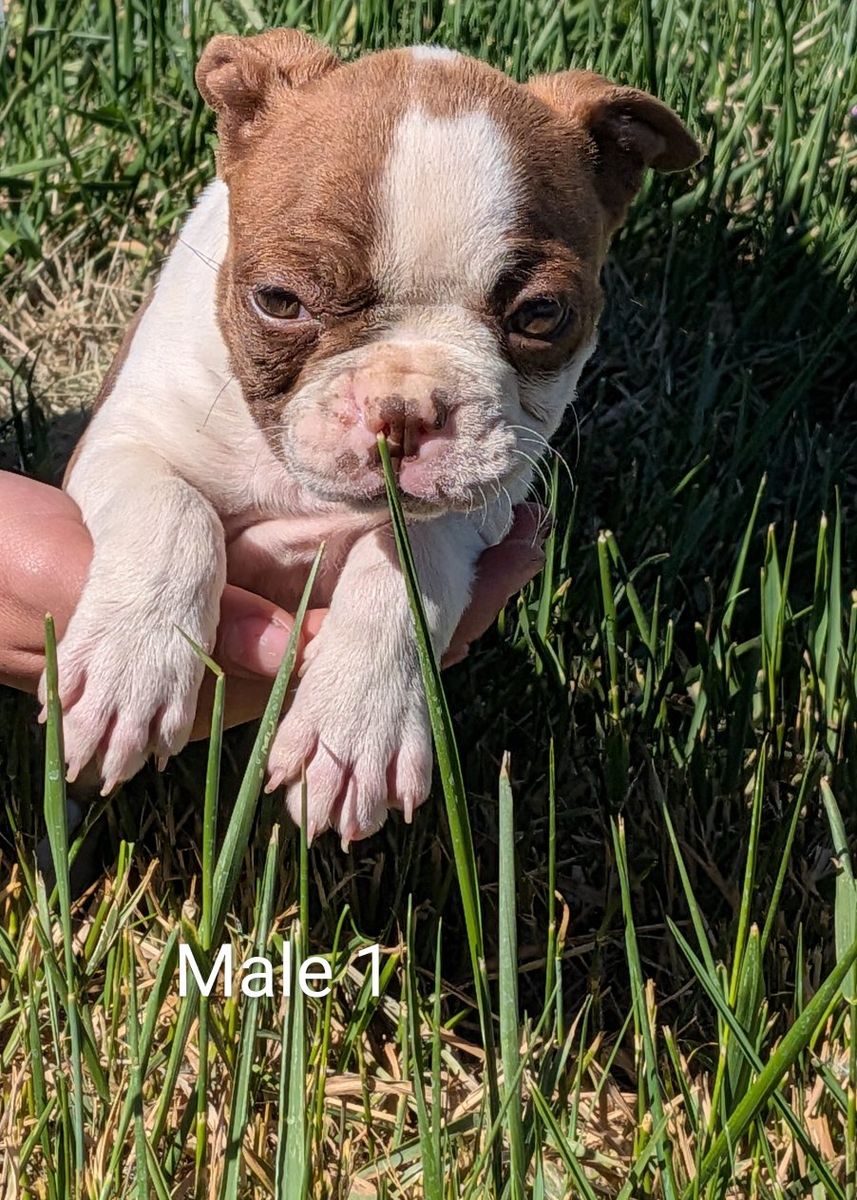 Playful Boston Terriers