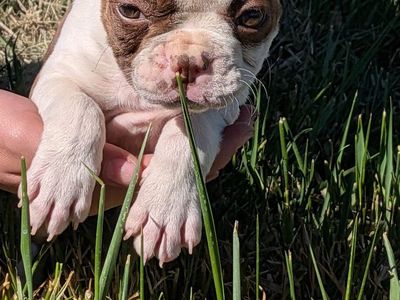 Playful Boston Terriers