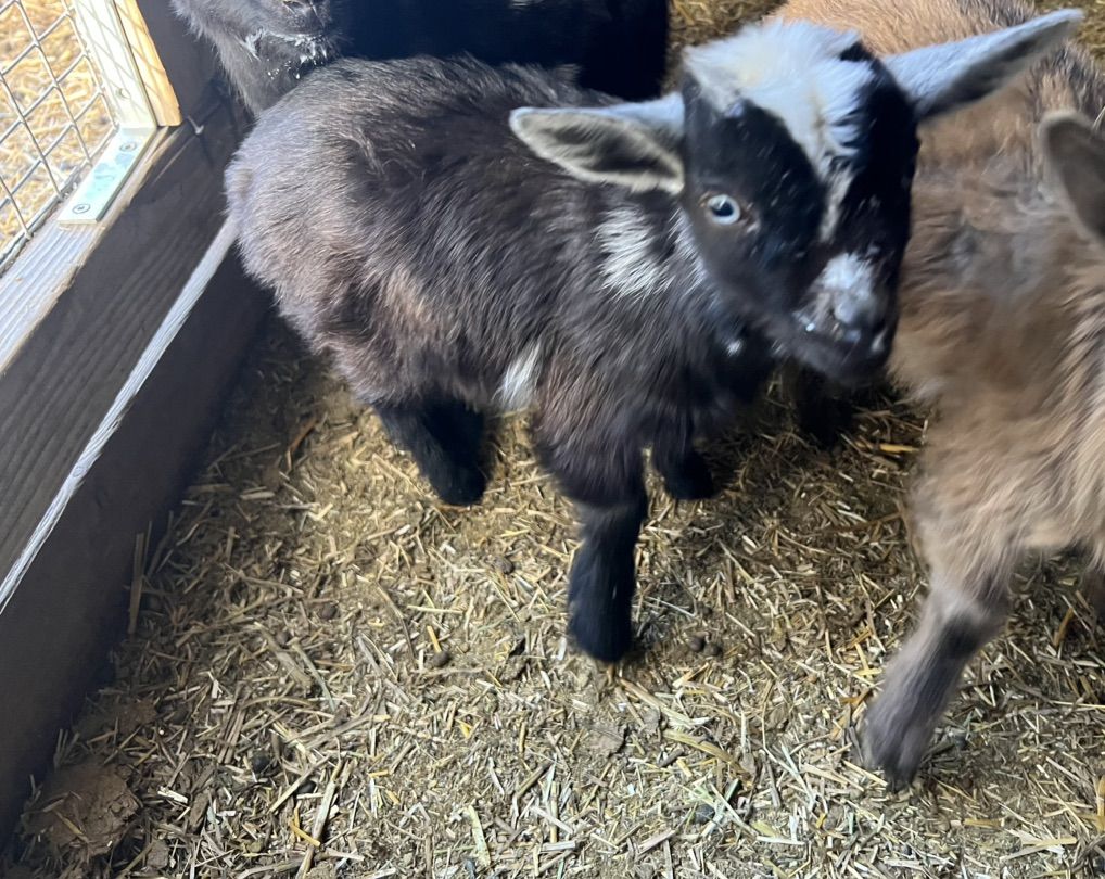 Nigerian Dwarf Bottle Buckling