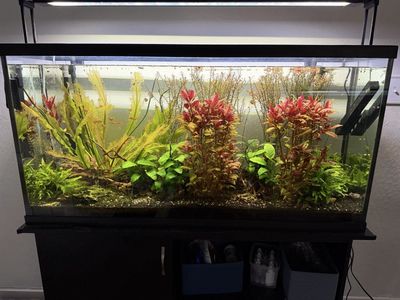 Complete 60 gallon aquarium