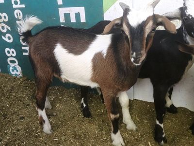 Mini -nubian Wether6 month