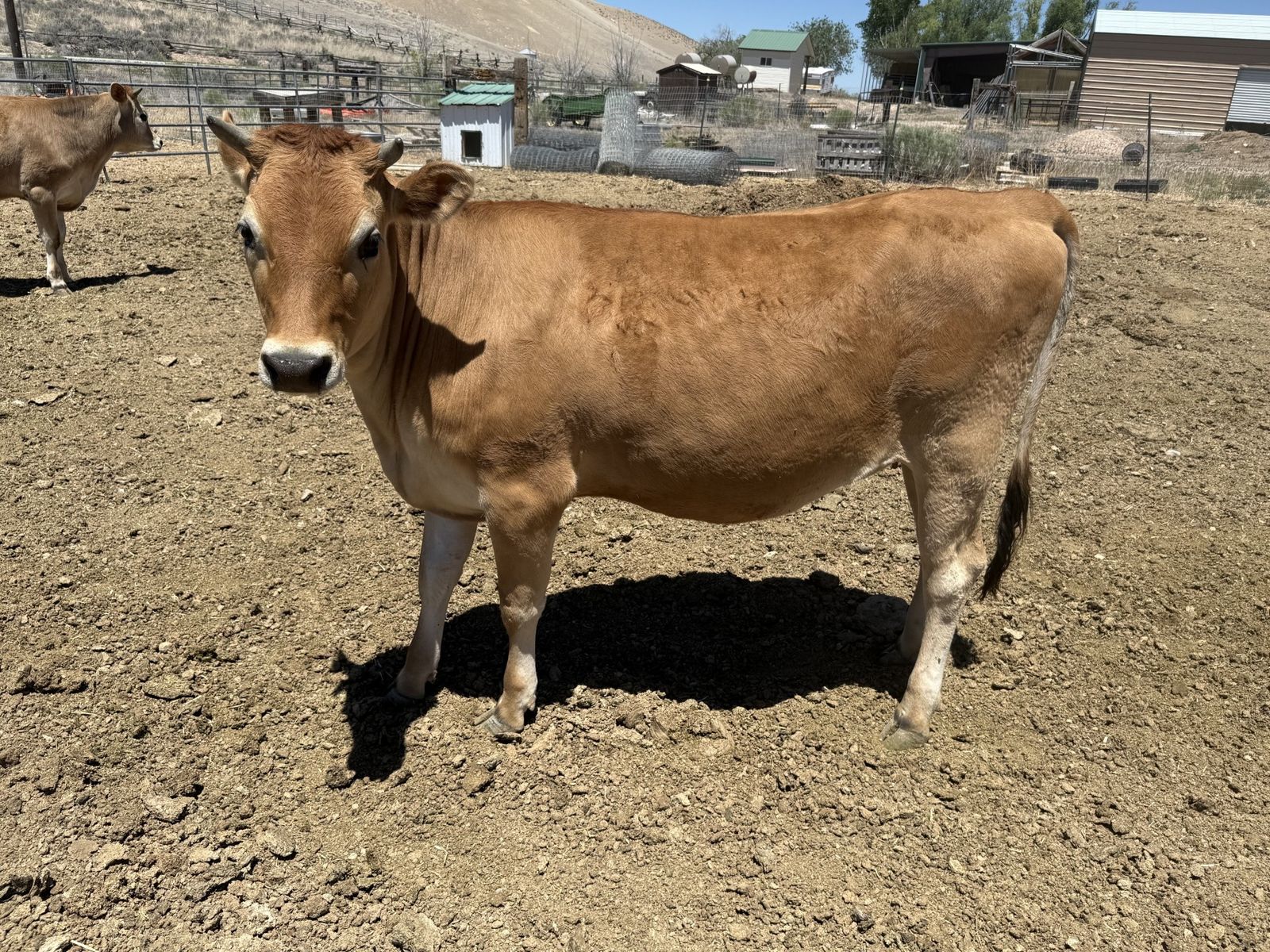 Beautiful Jersey Heifer 14 months old.
