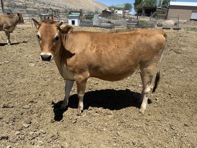Beautiful Jersey Heifer 14 months old.