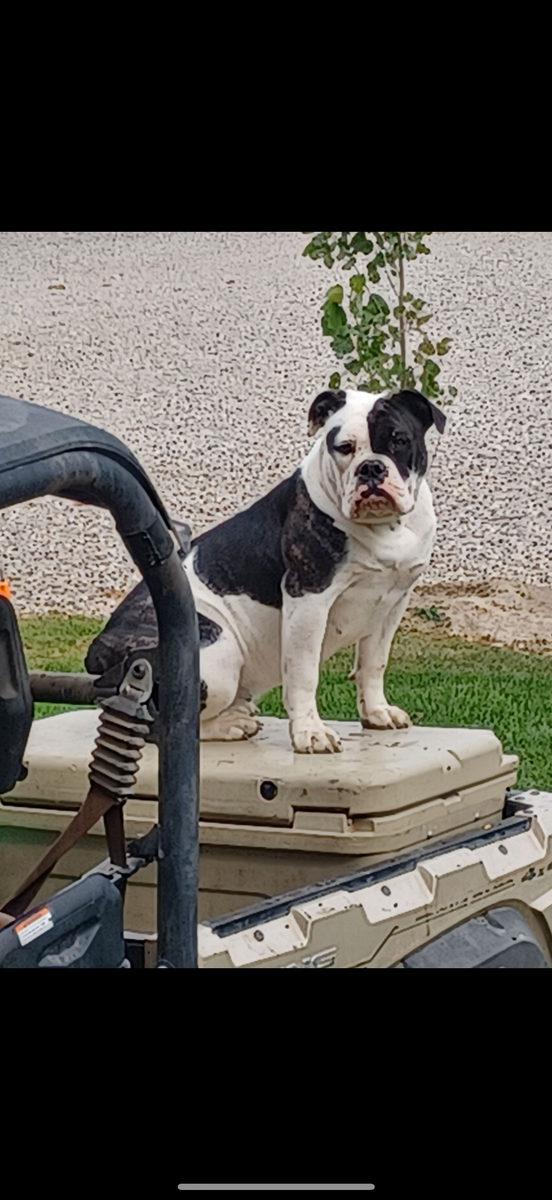 Rehome Olde English Bulldogge