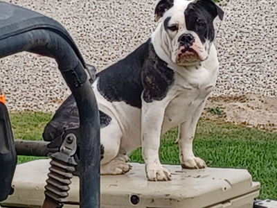 Rehome Olde English Bulldogge