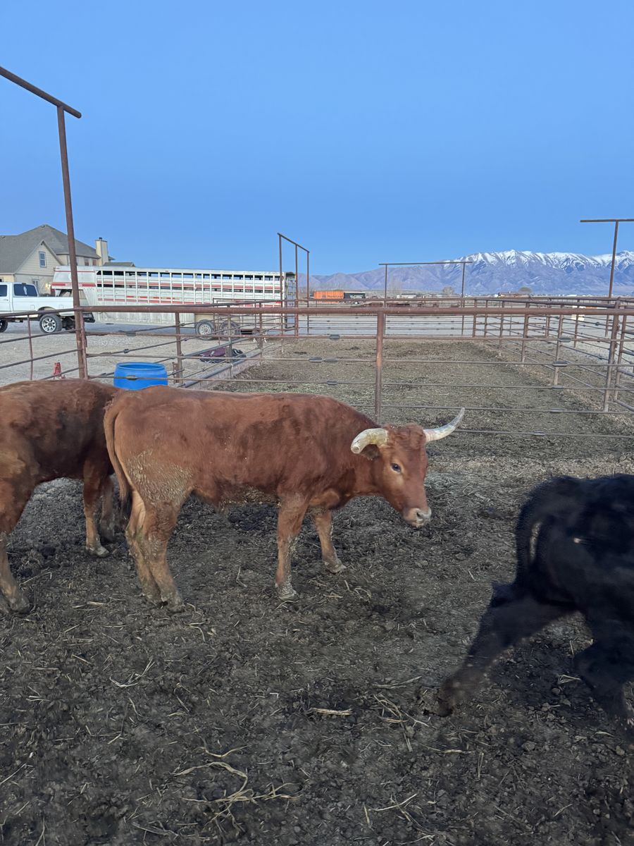 Corriente Roping Steers