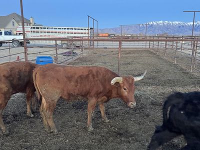 Corriente Roping Steers