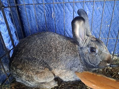 Friendly 9-Month-Old New Zealand Rabbits - Grey Male Buck