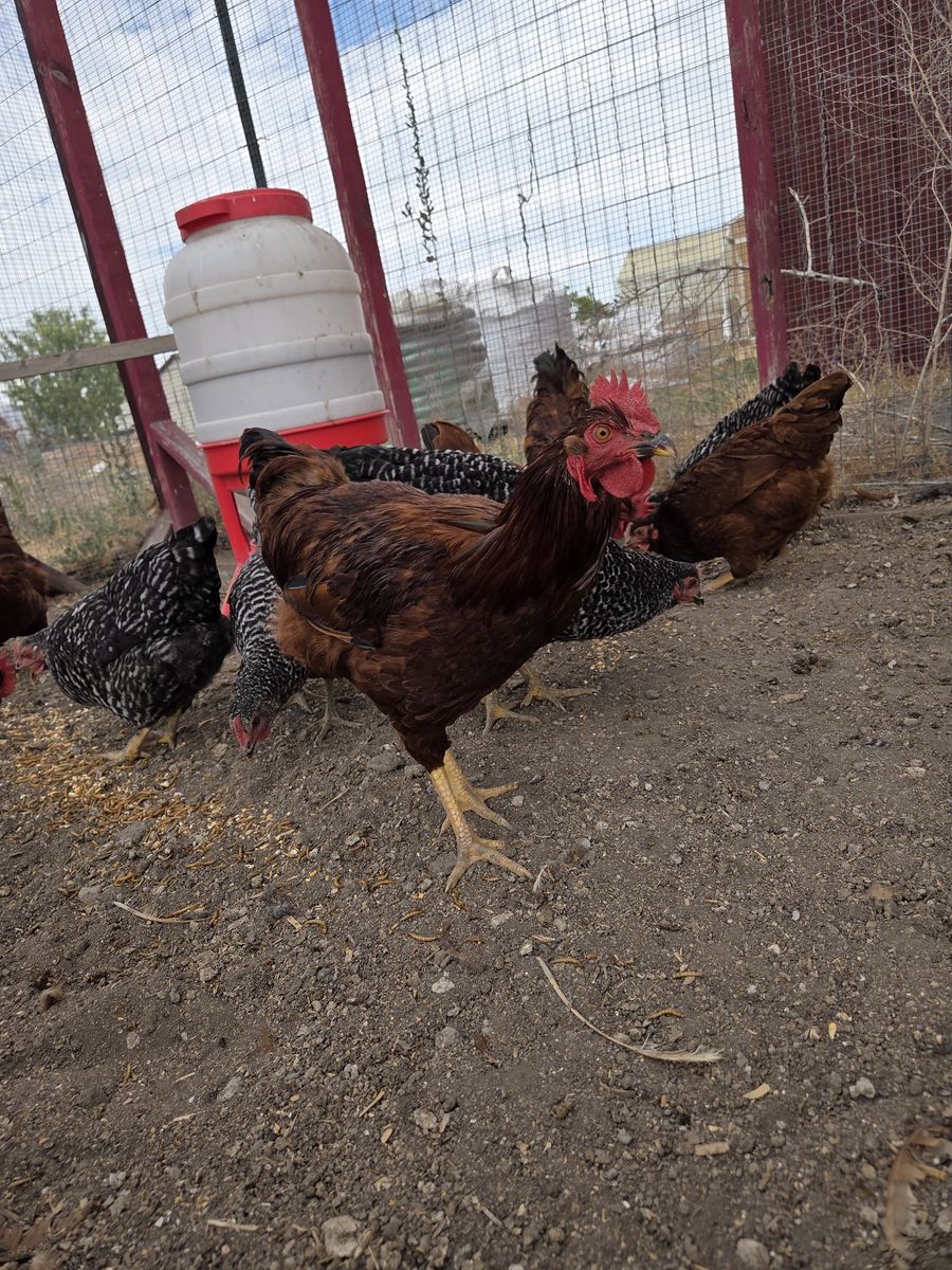 Young Rhode Island Red Roosters (FREE)