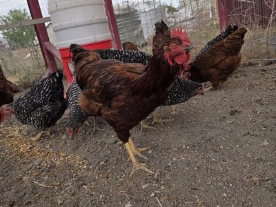 Young Rhode Island Red Roosters (FREE)