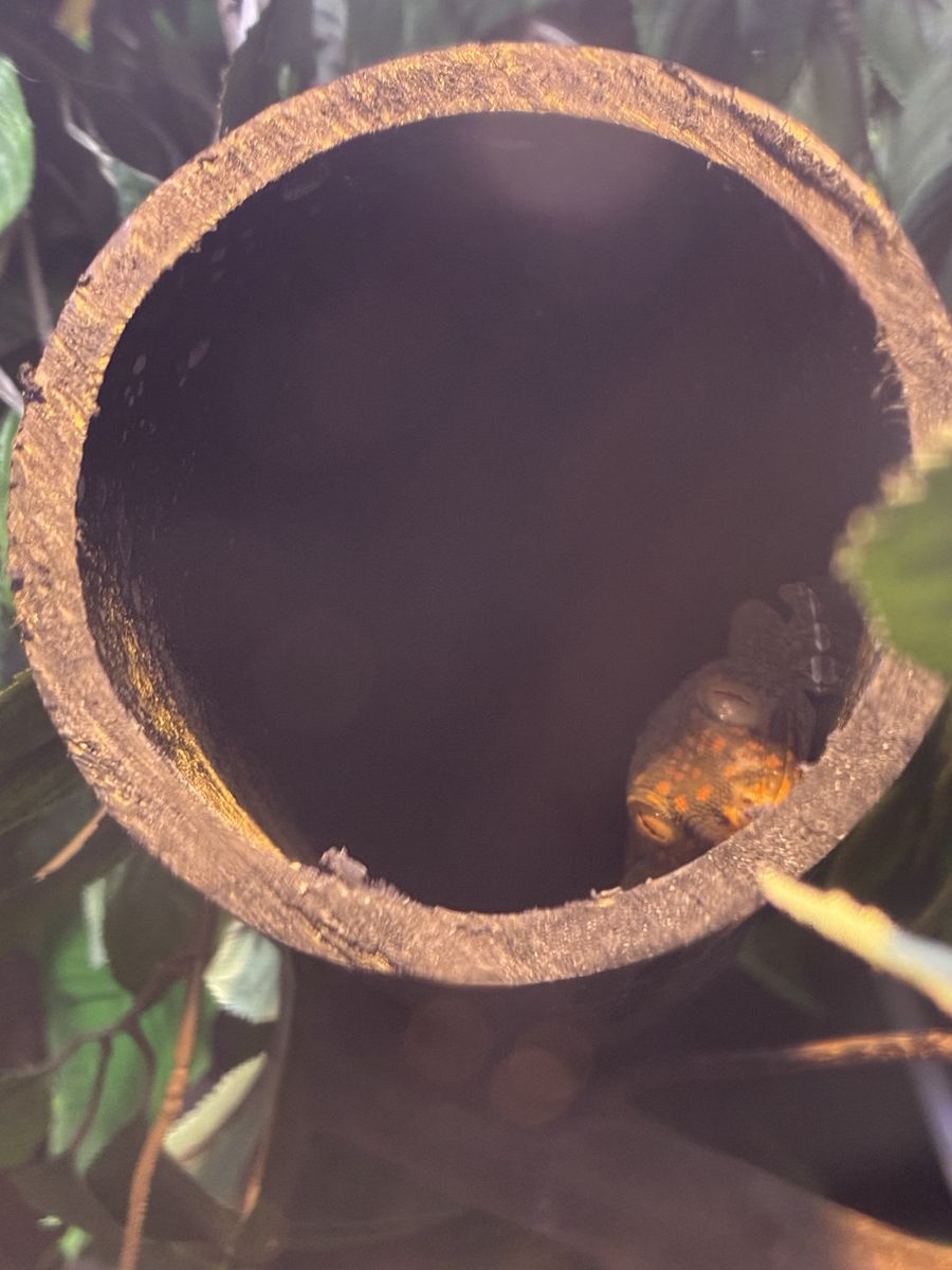 Breeder pair tokay geckos