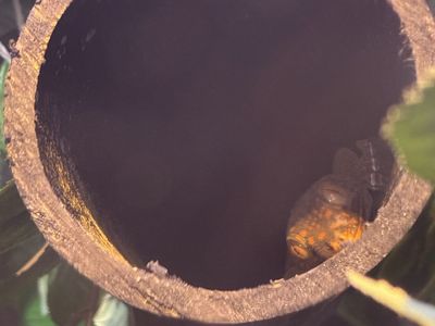 Breeder pair tokay geckos