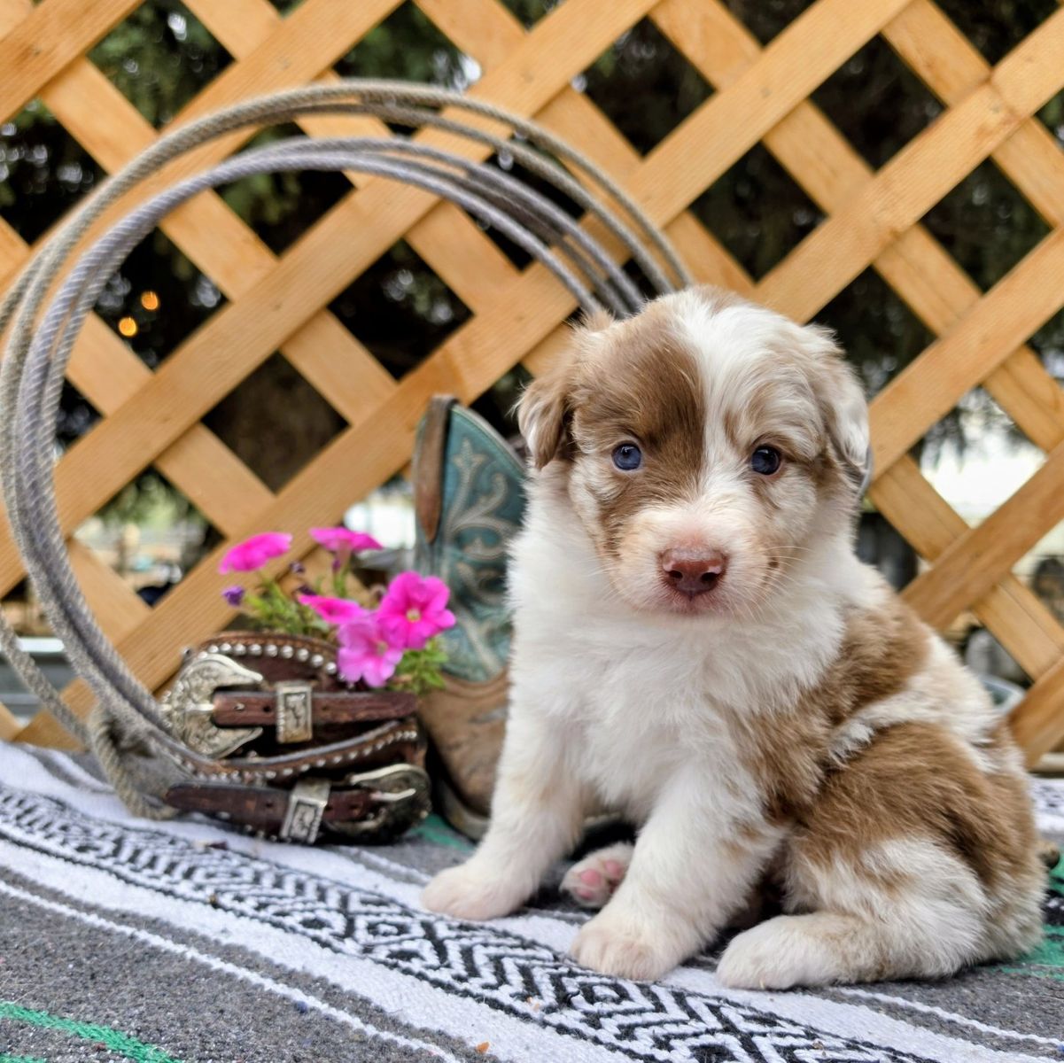 Adorable Australian Shepherd Puppies - Various Colors and Markings