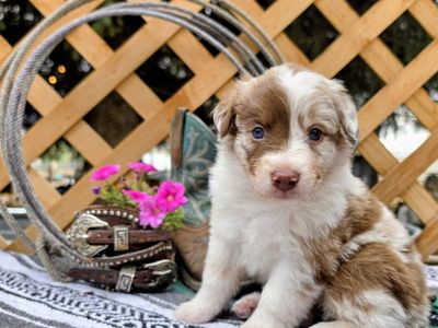 Adorable Australian Shepherd Puppies - Various Colors and Markings