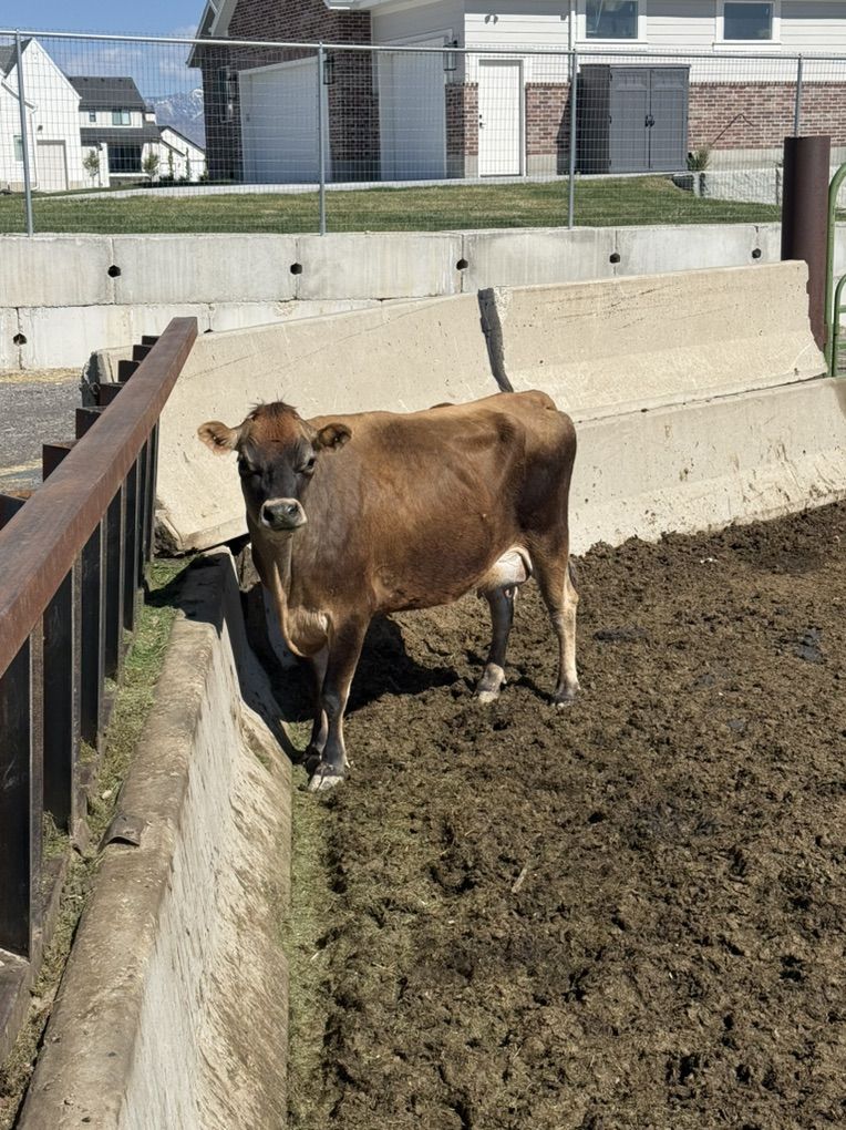 Jersey Cow