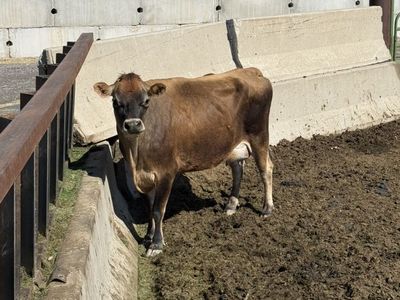 Jersey Cow