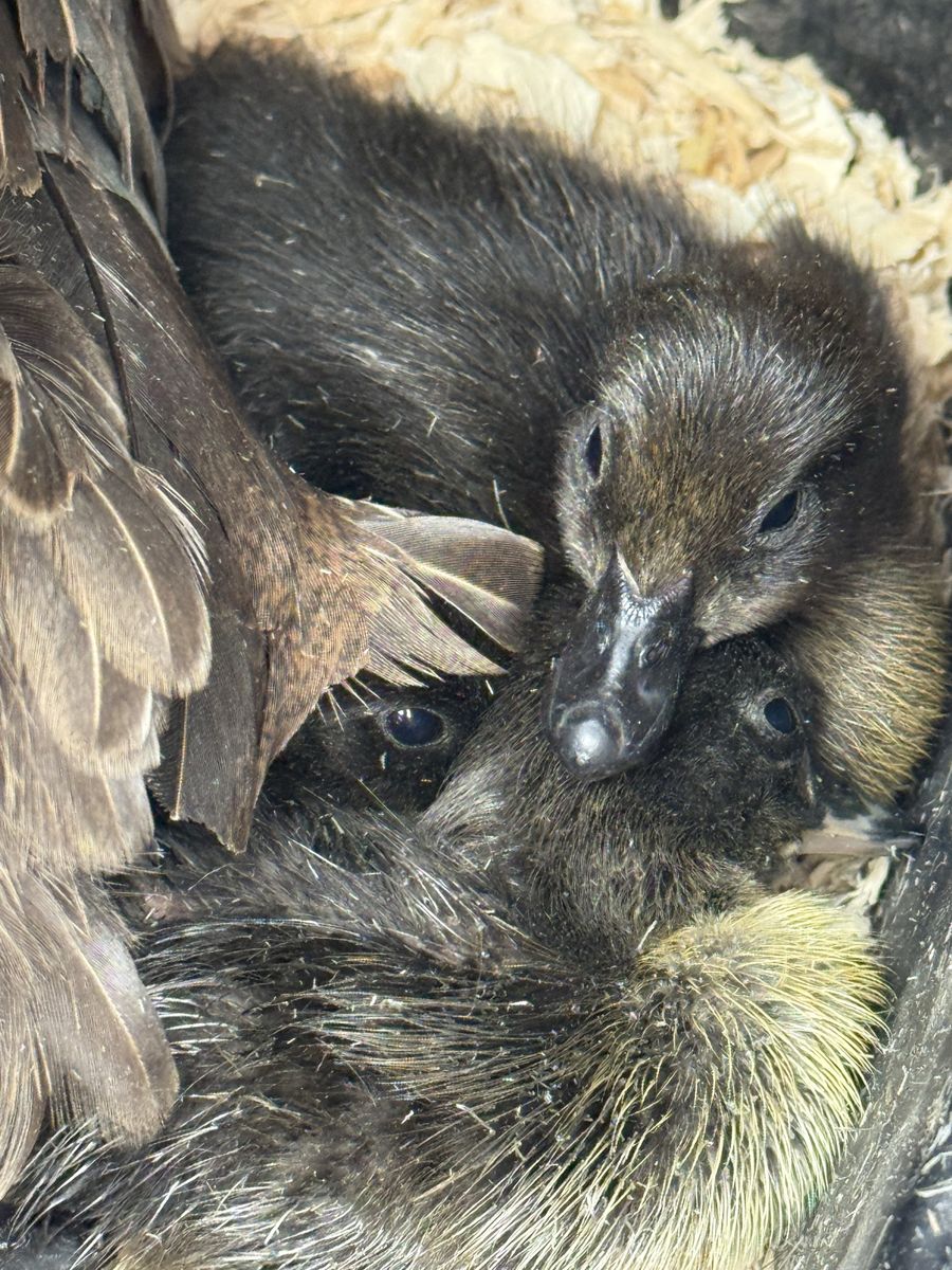 Black Cayuga Ducklings