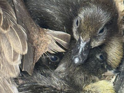 Black Cayuga Ducklings