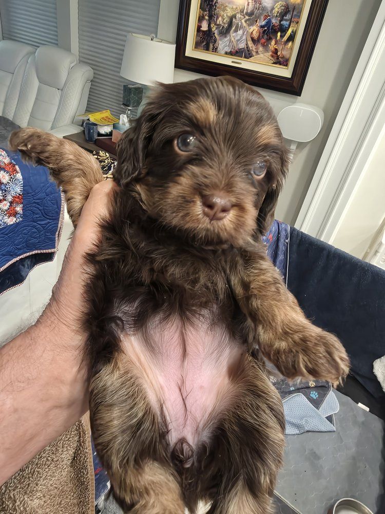 Cavapoos Delicious Chocolate & Golden Ruby