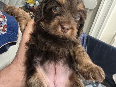 Cavapoos Delicious Chocolate & Golden Ruby