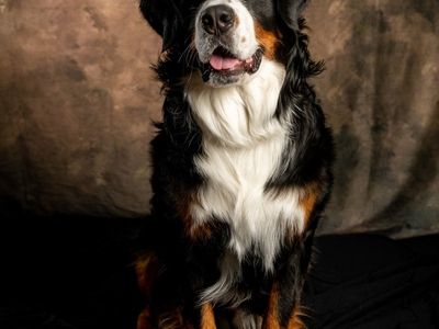 Bernese Mountain Dog - Stud - AKC