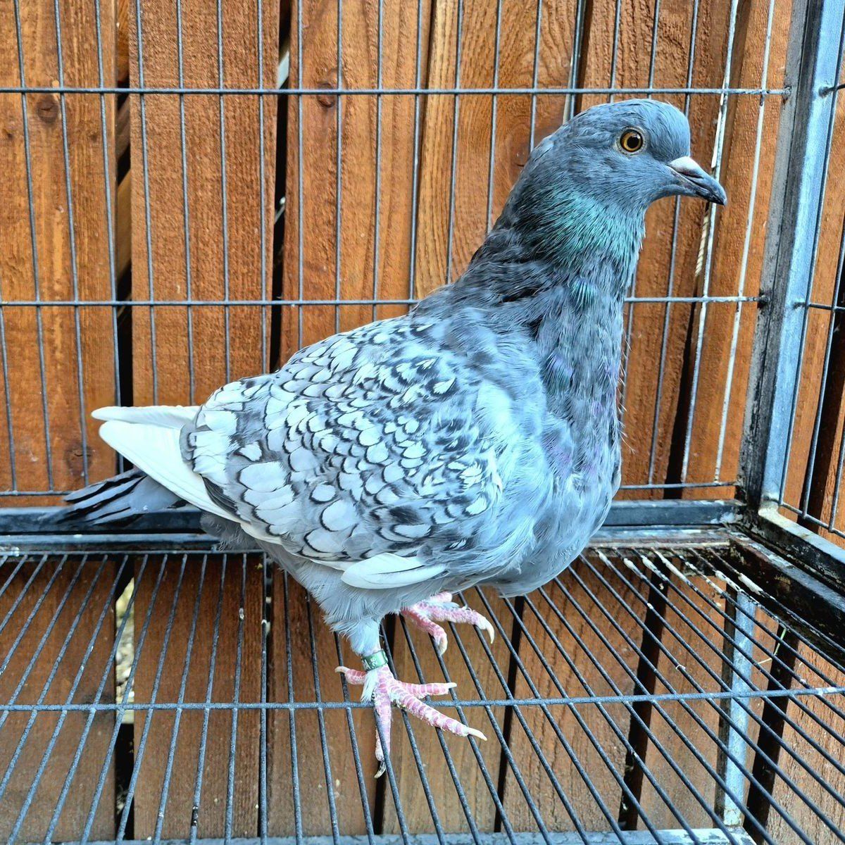 Polish Lynx Squeaker Pigeons