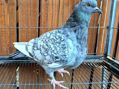 Polish Lynx Squeaker Pigeons