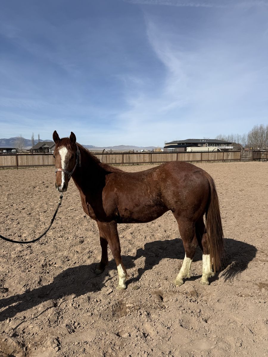 2 yr old GRADE colt