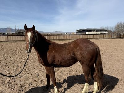 2 yr old GRADE colt