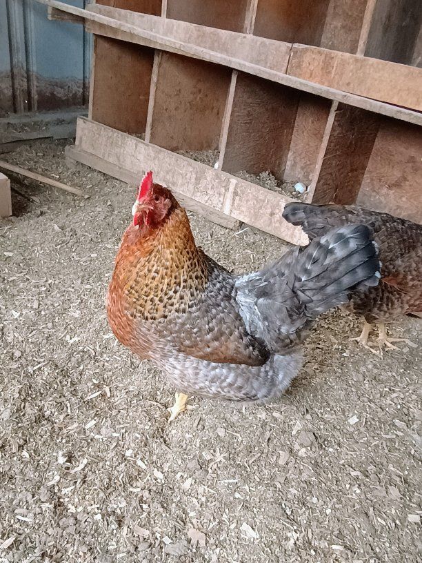 Beilefelder Chicks. 2 weeks old.