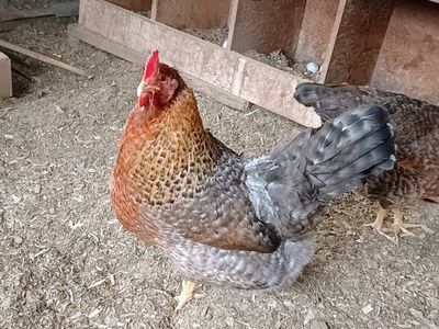 Beilefelder Chicks. 2 weeks old.
