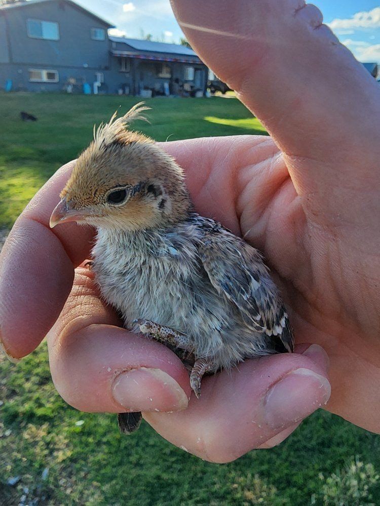 Chicks - Blue Scale Quail