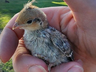 Chicks - Blue Scale Quail