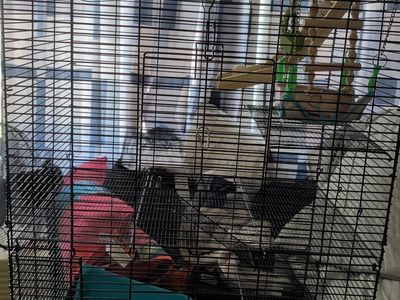 Rat Cage for Sale