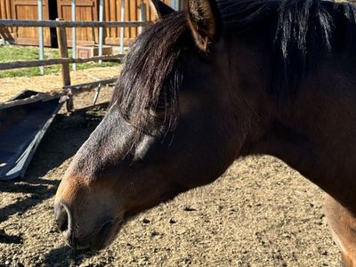 2 horses for sale