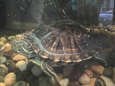 Two Red Eared Sliders, Aquarium, Supplies. Best offer accepted.