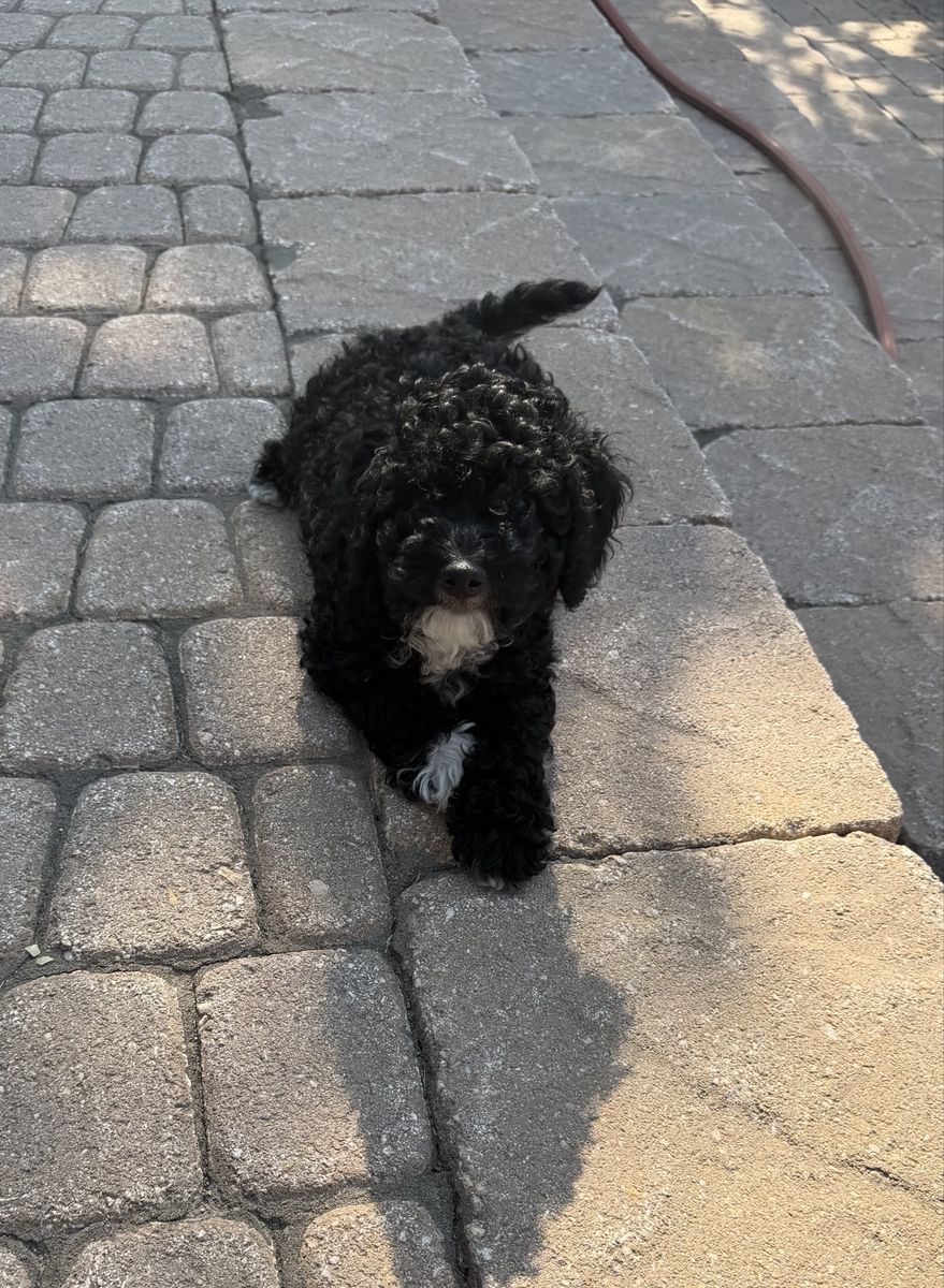 One Mini Male GoldenDoodle left