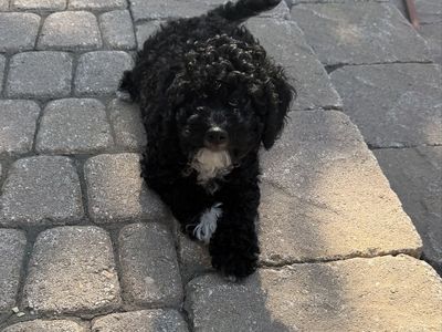 One Mini Male GoldenDoodle left