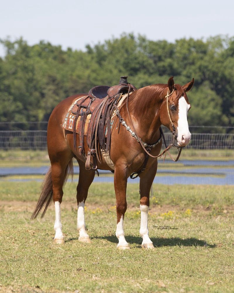 Sorrel Quarter Horse Gelding