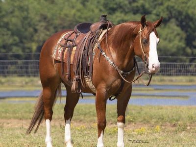 Sorrel Quarter Horse Gelding