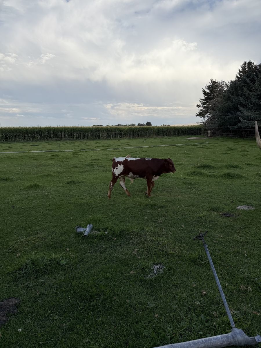 Beef Calves 
