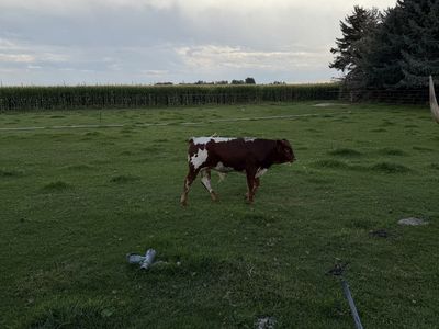 Beef Calves