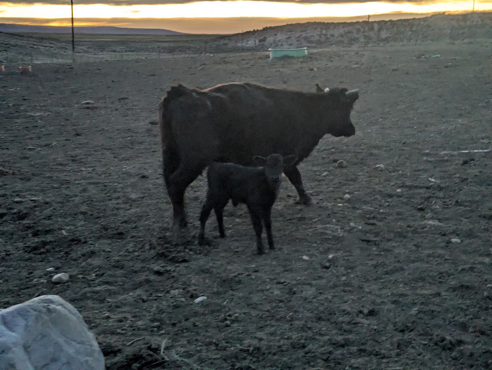 Black Cow Calf Pair
