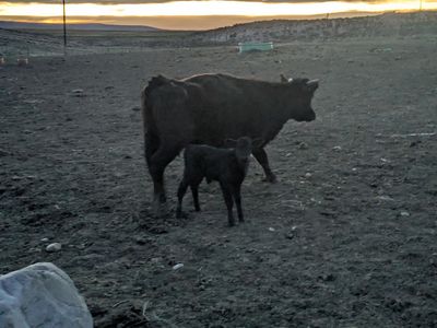 Black Cow Calf Pair