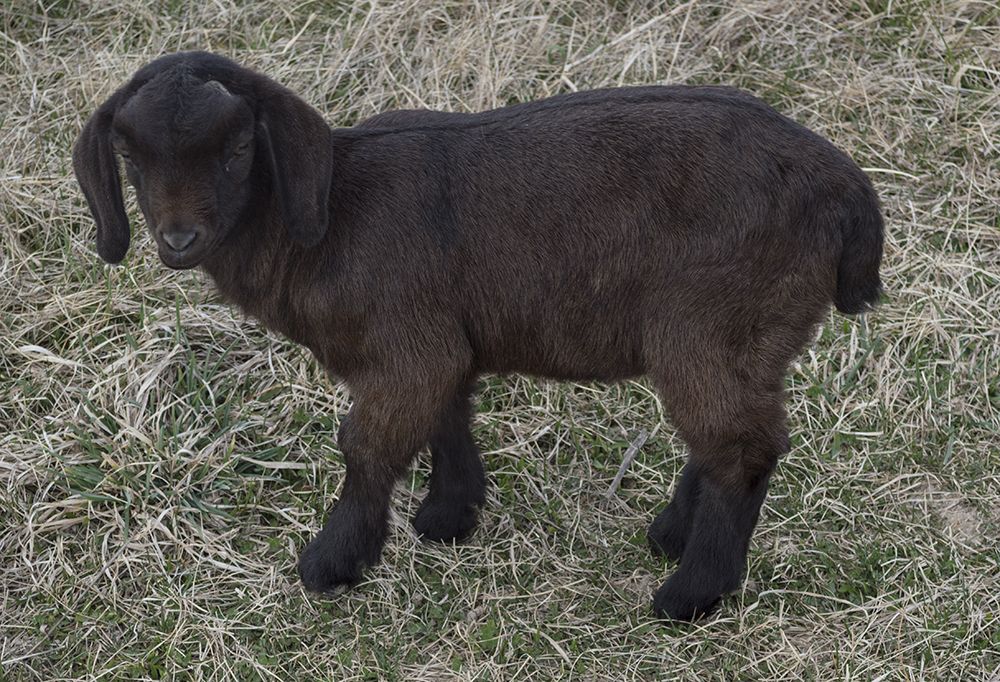 4H Boer Goat Kids/Doelings