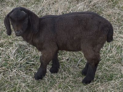 4H Boer Goat Kids/Doelings