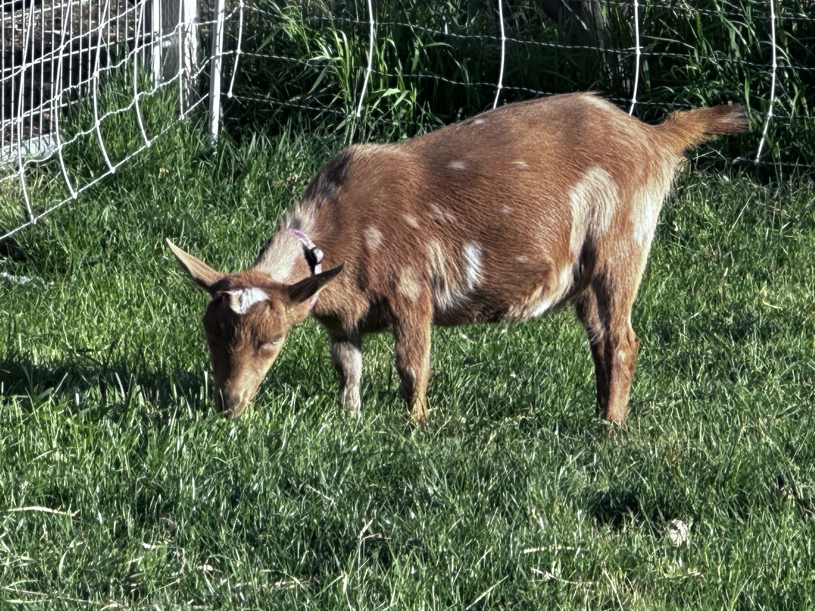 Nigerian dwarf doe
