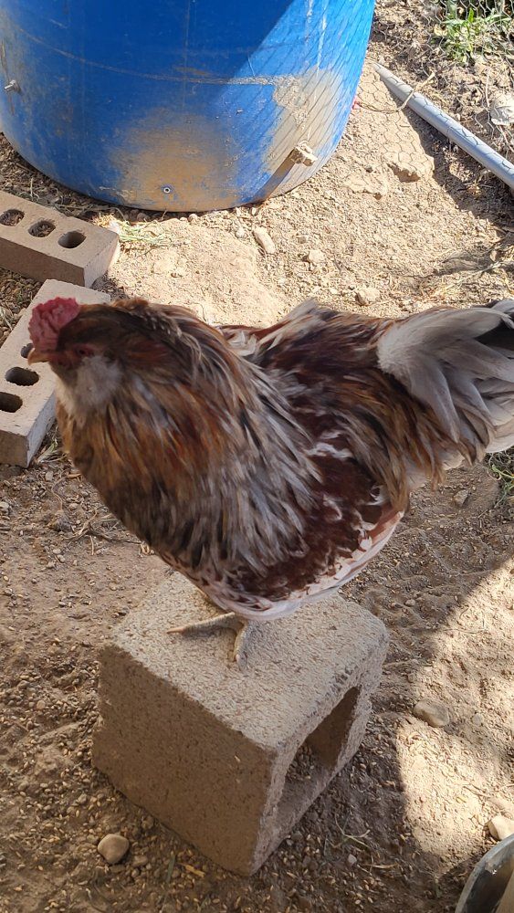 bok bok our rooster